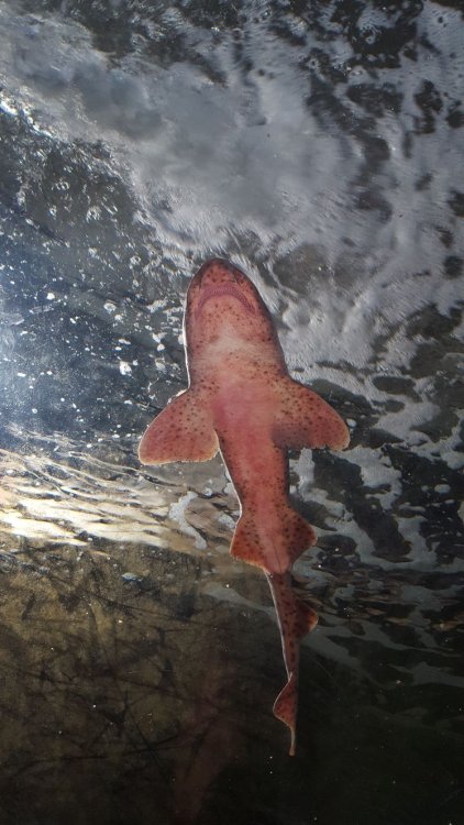 WhatsApp Image 2018-02-17 at 21.37.28.jpeg