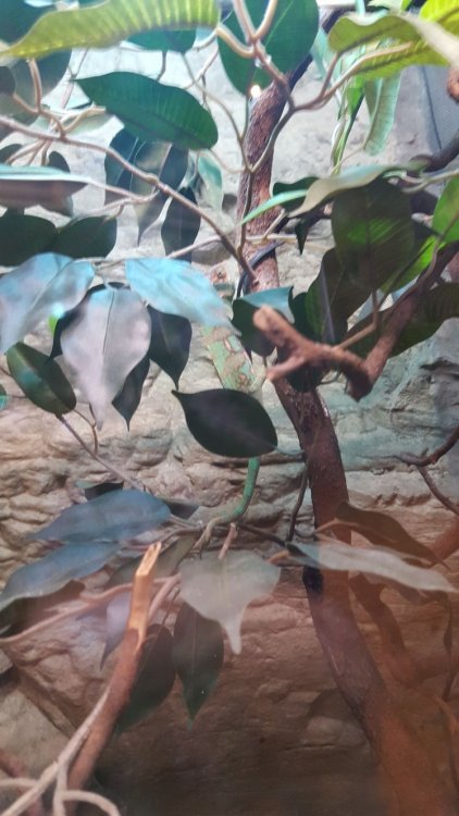 WhatsApp Image 2018-02-17 at 21.35.51.jpeg