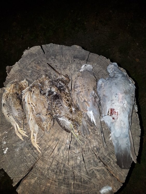 20170820_215631 (1).jpg